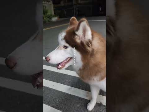 A pair of beautiful heterochromatic brown huskies🐕有雙美麗異色曈棕色毛哈士奇🤎🩵 #寵物 #哈士奇 #huskies #heterochromatic