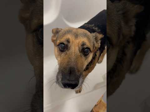 She doesn’t like baths #comedy #dog #viral #funnyanimals #trending #fyp #fypシ