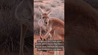 KANGAROO - Hopping Into the Wonders #animals #wildlife #nature #didyouknow