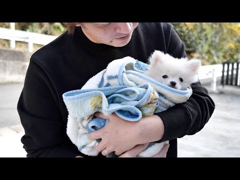 子犬 初めてのお外🐶抱っこ散歩するよ❤️【ぽこあぽこ】Puppy's First Walk!