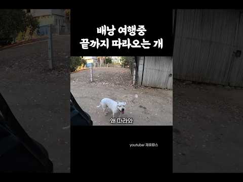 정체 모를 멕시코 강아지와의 만남