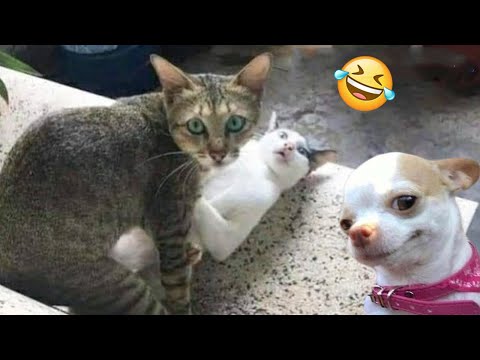 Funniest Cats And Dogs Videos 😁 - Best Funny Animal Videos 2024 🥰#8