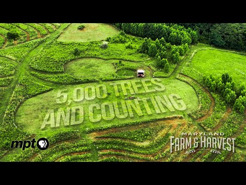 500 Volunteers, 5,000 Trees: Transforming Maryland's Landscape | Maryland Farm & Harvest