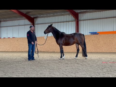 Young Troubled Horse Gets Aggressive When Tacking Up!!