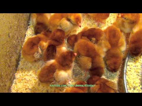 Brown Baby Chicks 1 Week old