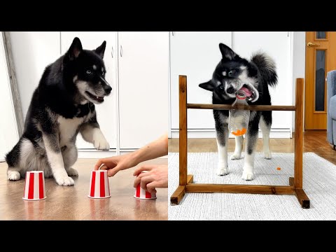 The Smartest Husky Monty! 5 Handmade Logical Toys For Dogs