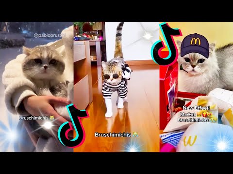 🤣 Mejores Videos de Gatos Bruschimichis | Compilación Divertida de Gatos Graciosos