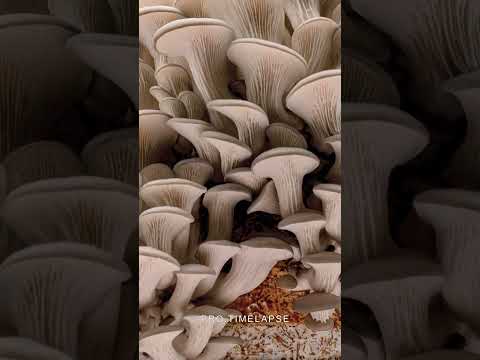 Time Lapse of OYSTER MUSHROOMS #shorts