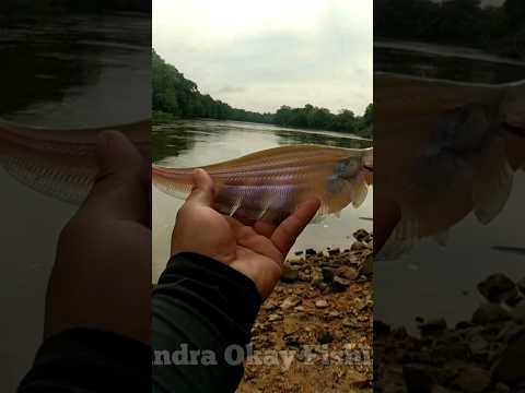 IKAN LAIS SUNGAI KALIMANTAN #mancingdisungai #umpanjitu #mancingikanlais #predatorsungai