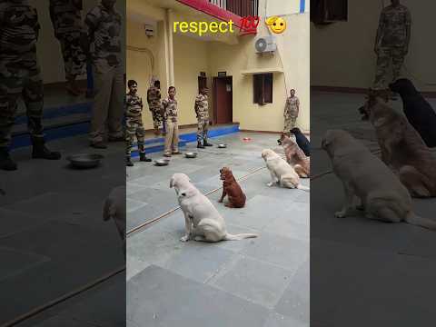 CISF Dog Squad Feeding routine. #Cisf #dmrc#dog #indanarmy#youbefeed