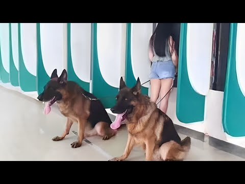 Who’s the Best Bodyguard? Belgian Malinois or German Shepherd