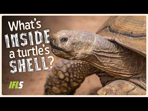 What Is Inside A Turtle's Shell?