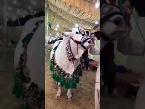 beautiful cow tiktok