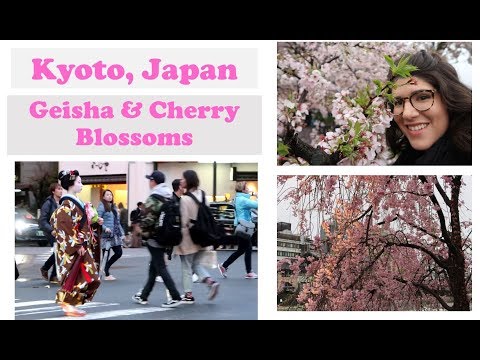 Kyoto, Japan - Cherry Blossoms & a Maiko in the Gion District