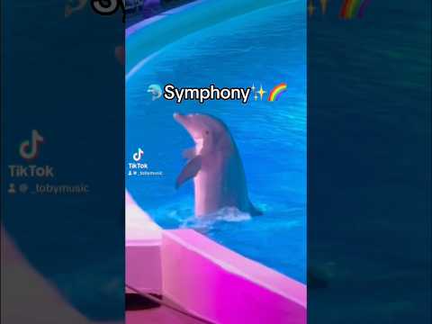 This is so cute #music #symphony #symphonydolphin #symphonytrend