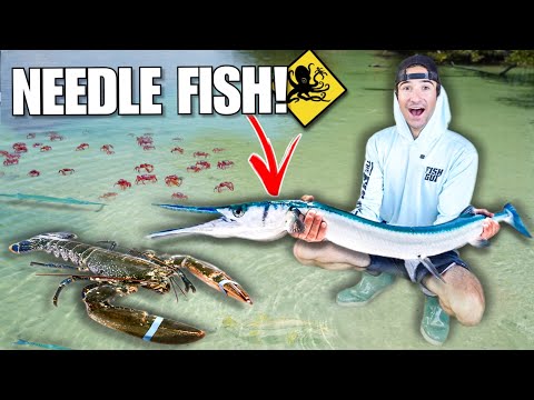 Catching NEEDLE FISH For My SALTWATER Aquarium!