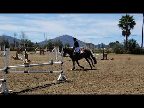 Irish Show Jumping