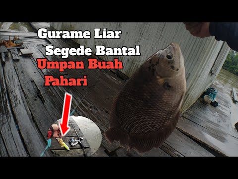 MANCING IKAN GURAME DI SUNGAI || MANCING IKAN GURAME LIAR || IKAN BESAR KALUI #035