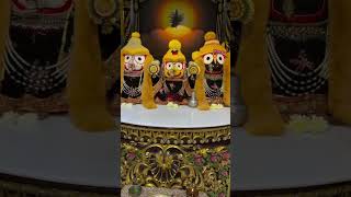 jay Jagannath Swami 🙏🌿🌺🌿🌺 #harekrishna #jayjagannathtv