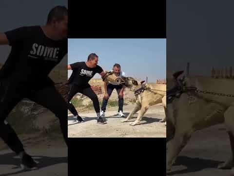 Kangal  - Dog with the Strongest Bite Force! #Shorts