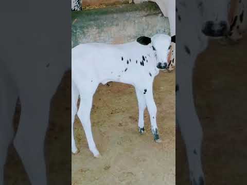 beautiful cow baby