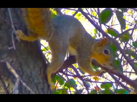 Squirrel yelling