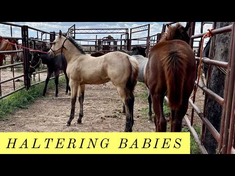 CAUGHT BULLS | HALTERED FOALS | HENSON RIDES  #jheart #quarterhorses #cattle