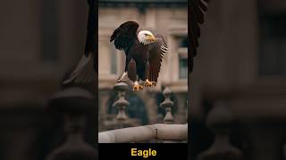 the eagle #eaglelife #eagles #eaglevision #birds #wildlife #eaglelovers #vairalshort #vairalvideo