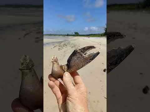 Big old mud crab claw