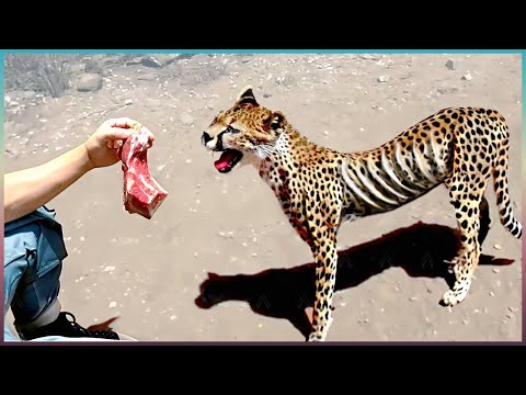 Animals That Asked People for Help & Kindness Caught On Camera !