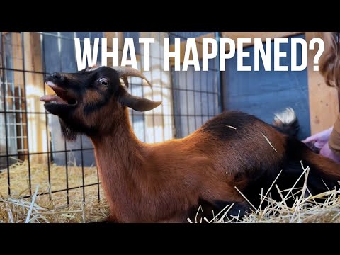 First Kidding of the Year! | But things didn’t go as Planned…