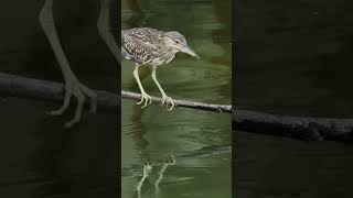 Bird #birds #shorts #shortsvideo #bluebird