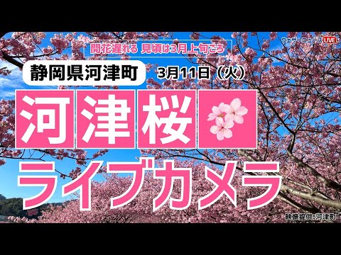 【桜ライブカメラ】河津桜／「静岡県河津町」ライブカメラより/Cherry Blossom Live Camera　 2025年3月11日(火)  #桜  #さくら #河津桜