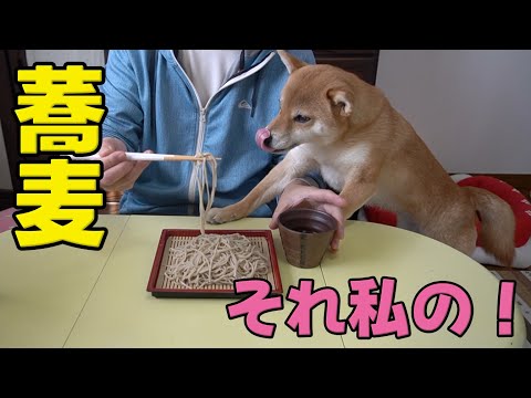 それ私の！お初の蕎麦が気になる柴犬小夏　戸隠そば