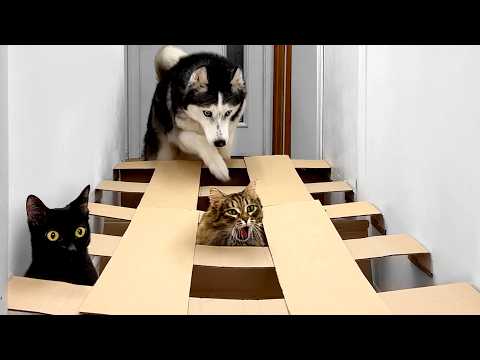 Dogs and Cats Go Through a Maze! My Cat Didn't Want To Leave This One!