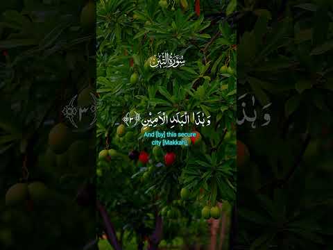 Surah At-Teen(سورة التين) | Beautiful Quran Recitation with Translation | Surah At-Tin Full |Tilawat