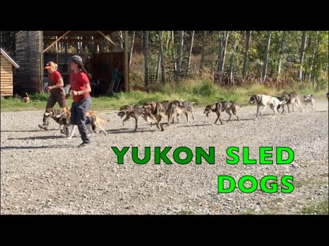 RUN DOGS RUN | A whole lotta barking dogs