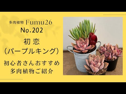 【多肉植物】これも初心者さんおすすめ✨こんな寄せ植えも出来ますよ♪