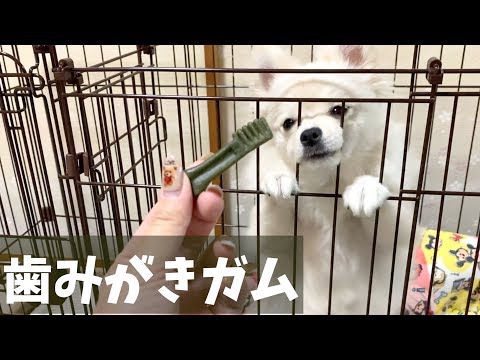 巨大な子犬にはみがきガムをプレゼント🎁ぽこあぽこ