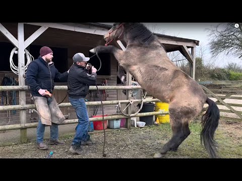 This was an Extremely Dangerous visit! Horse Rears and Strikes out!!