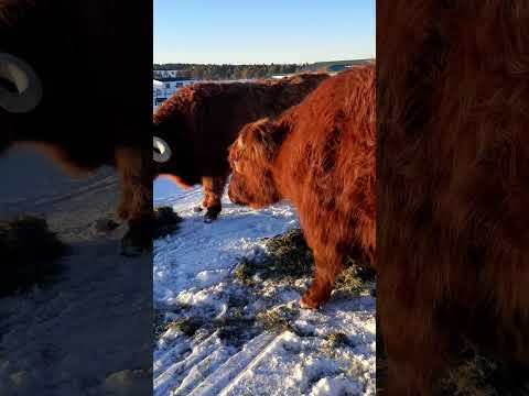 The boys eating together without fighting! #colorado #highlandcows #ranching