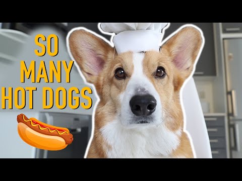 HOT DOG PRANK! - Topi the Corgi