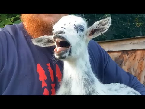 GOATS are the funniest creatures on Earth! 🤣 Funny Animals Videos