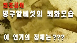 #댕구알버섯 #최초공개  [ 식물에서 연기가 난다?   요상스런 이것의 정체는 역시 !!!! ]