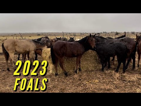 SOME OF THE FOALS FROM 2023 #jheart #ranch #winter