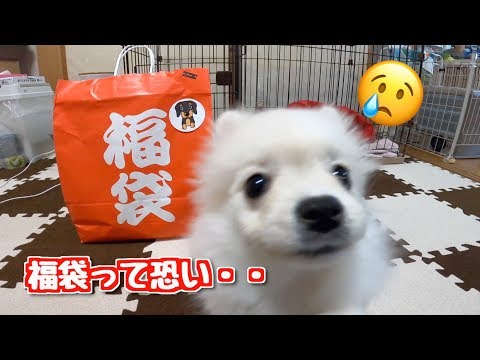 福袋が恐いポメラニアン＞＜犬用福袋の推定総額がすごい結果に！