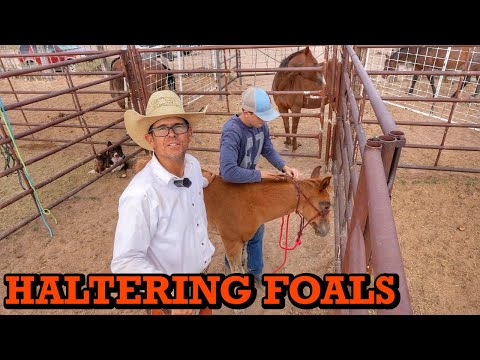 FIRST haltering for SIX foals | HUNTING Prairie Dogs