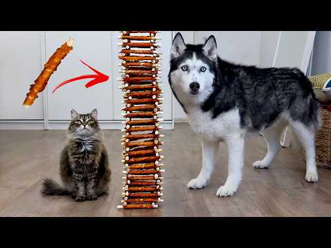 Huskies and Cats TAKE ON a Giant Tower of Treats