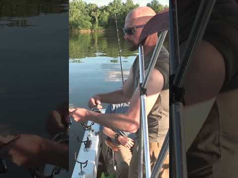 Blue Cat Fishing On The River