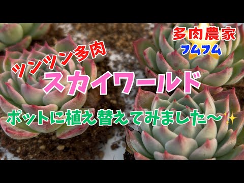 【多肉植物】ツンツン多肉スカイワールドポット植え〜してみました〜✨